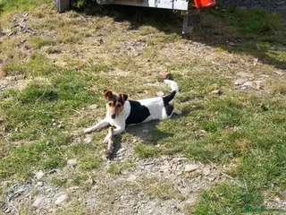 Jack Russell dogs Jack Russell - Advert 1