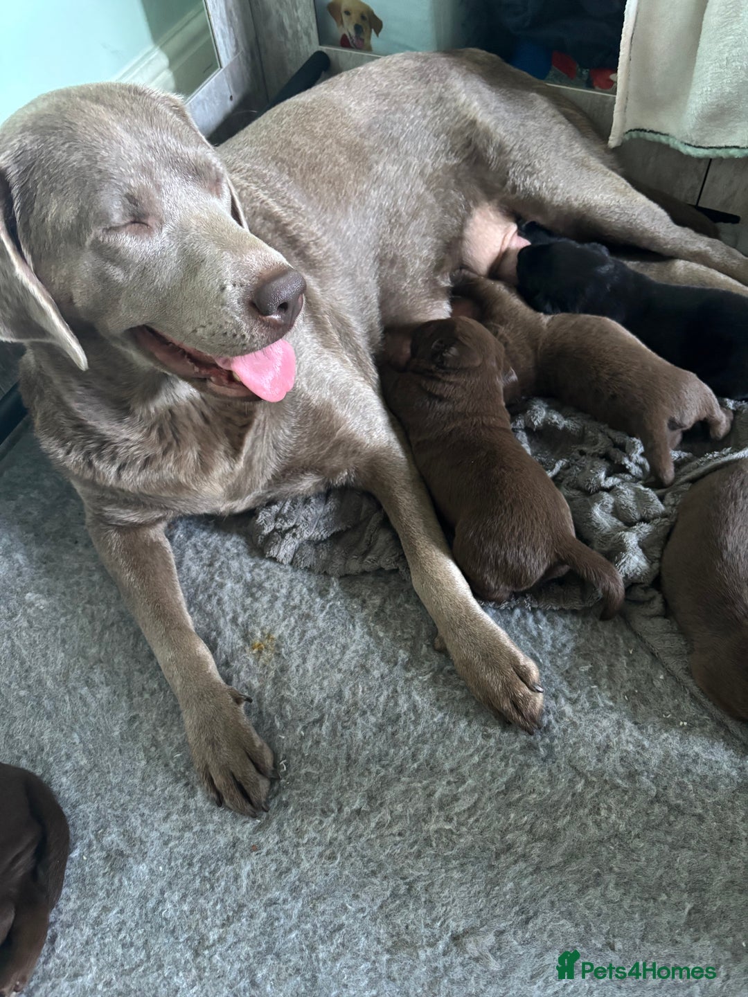 Labrador Retriever dogs for sale: Chocolate and Black Labrador Puppies - Advert 4