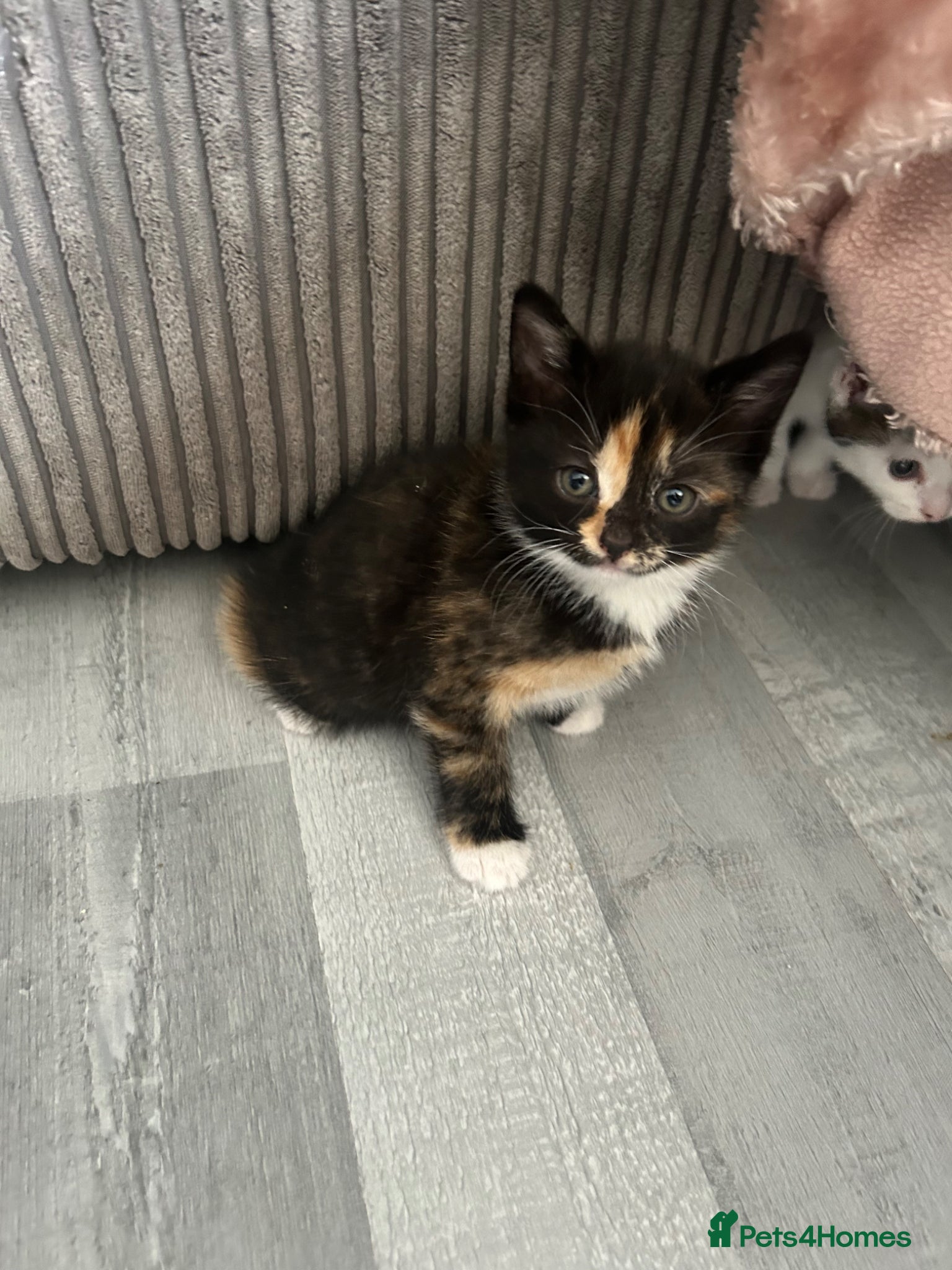 Domestic Shorthair cats 8 week kittens x 5 mixed, ginger, tortoiseshell  - Advert 6