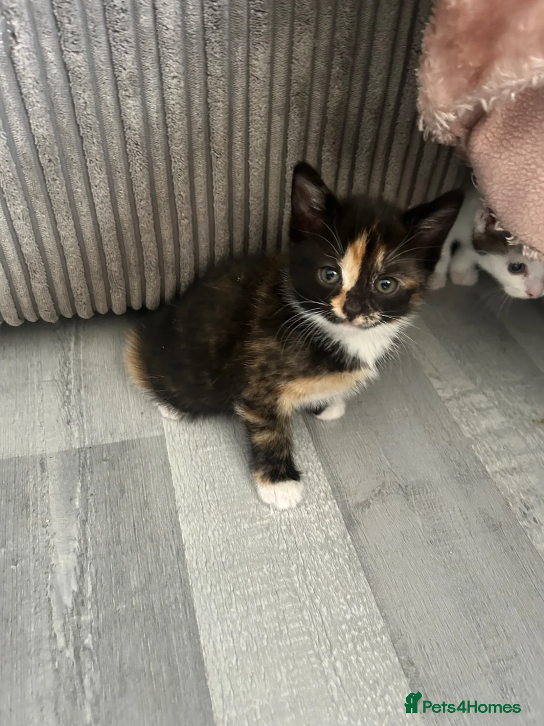 Domestic Shorthair cats for sale: 8 week kittens x 5 mixed, ginger, tortoiseshell  in Spalding - Advert 1