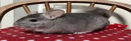 Chinchilla rodents for sale: Black Velvet, Beige and Grey males - Advert 2