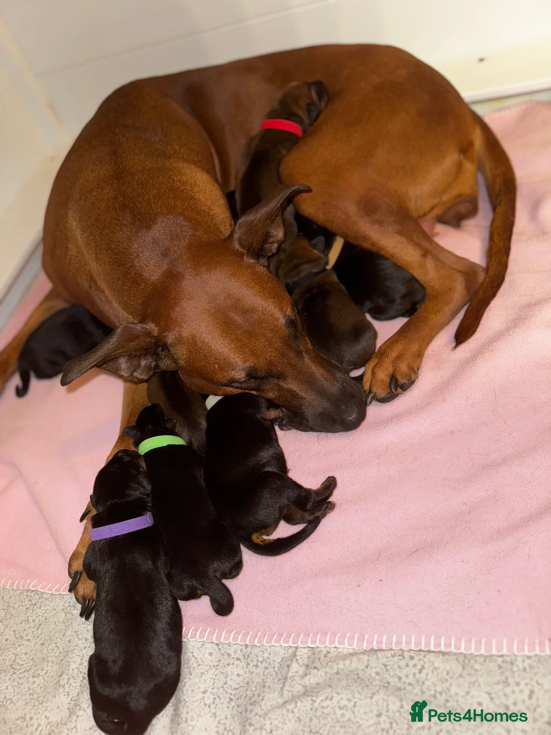 Mixed Breed dogs for sale: Working Dobermann cross  in Ramsgate - Advert 2