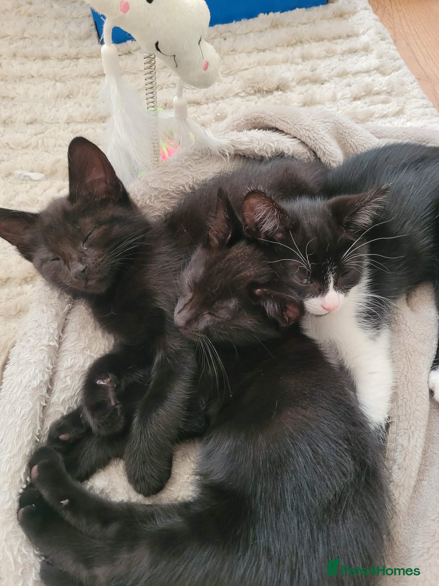 Domestic Shorthair cats Lovely kittens looking for home - Advert 3