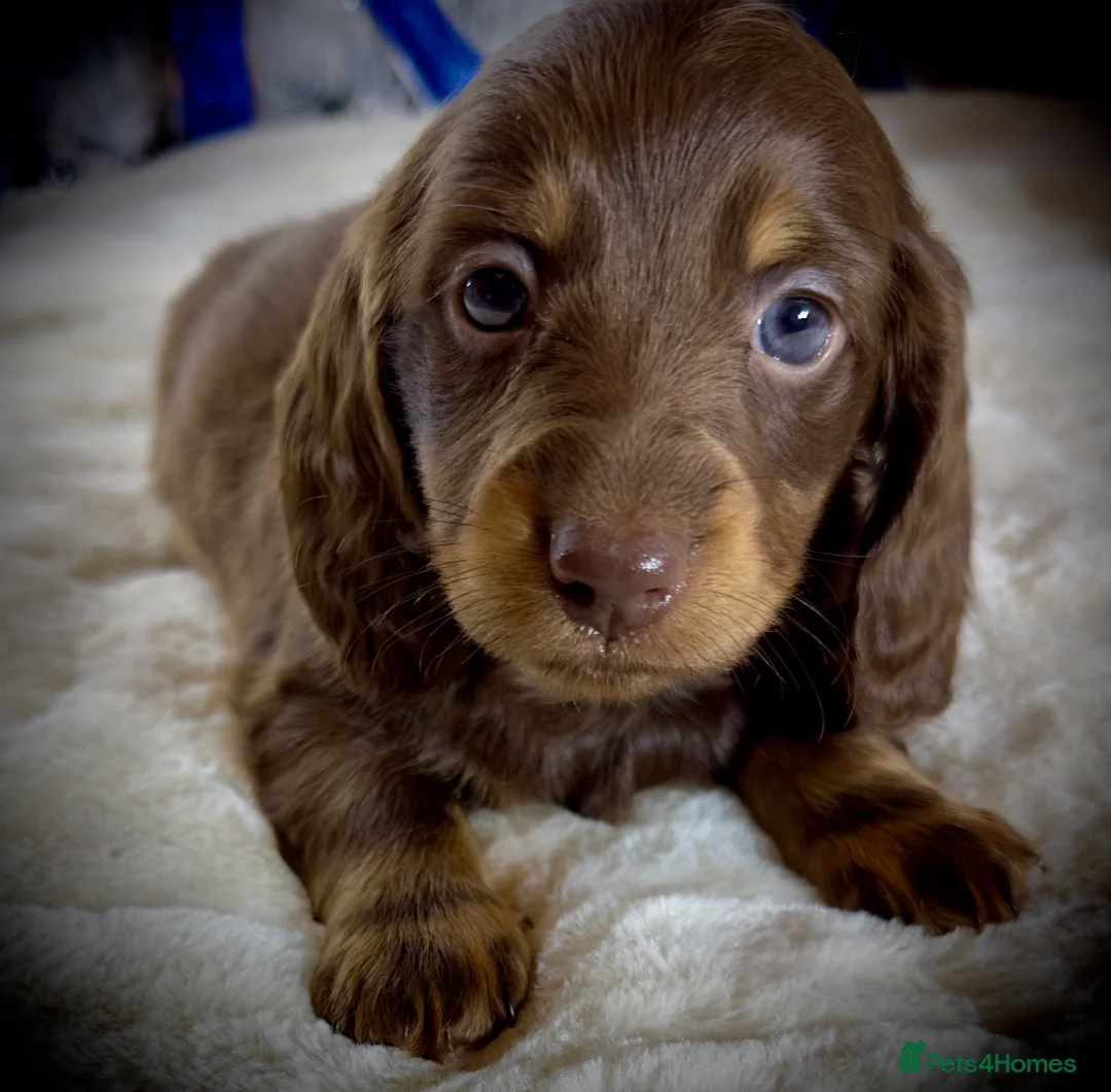 Miniature Dachshund dogs for sale: Long Hair Dachshund miniature Dapple - Advert 20