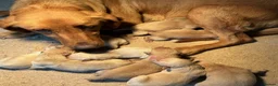Labrador Retriever dogs for sale: Red labrador - Advert 17