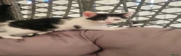 Mixed Breed cats for sale: Kittens - Advert 12
