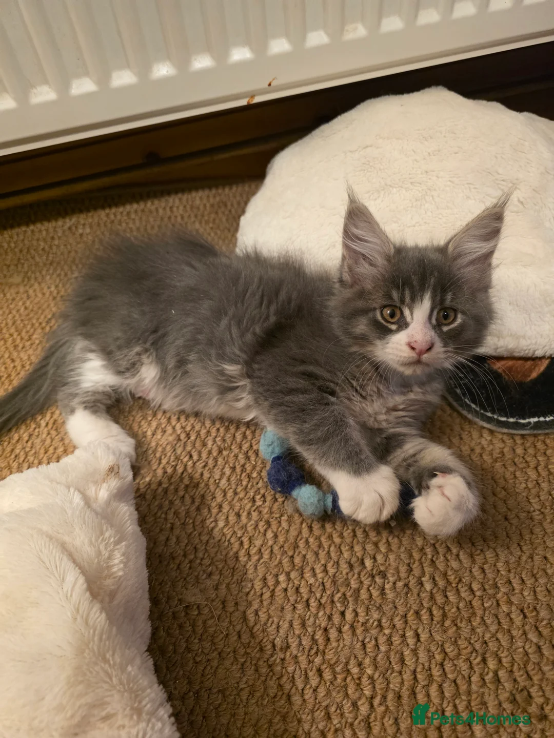 Maine Coon cats for sale: Beautiful Maine Coon Kittens 3 boys/ 2 girl  - Advert 33