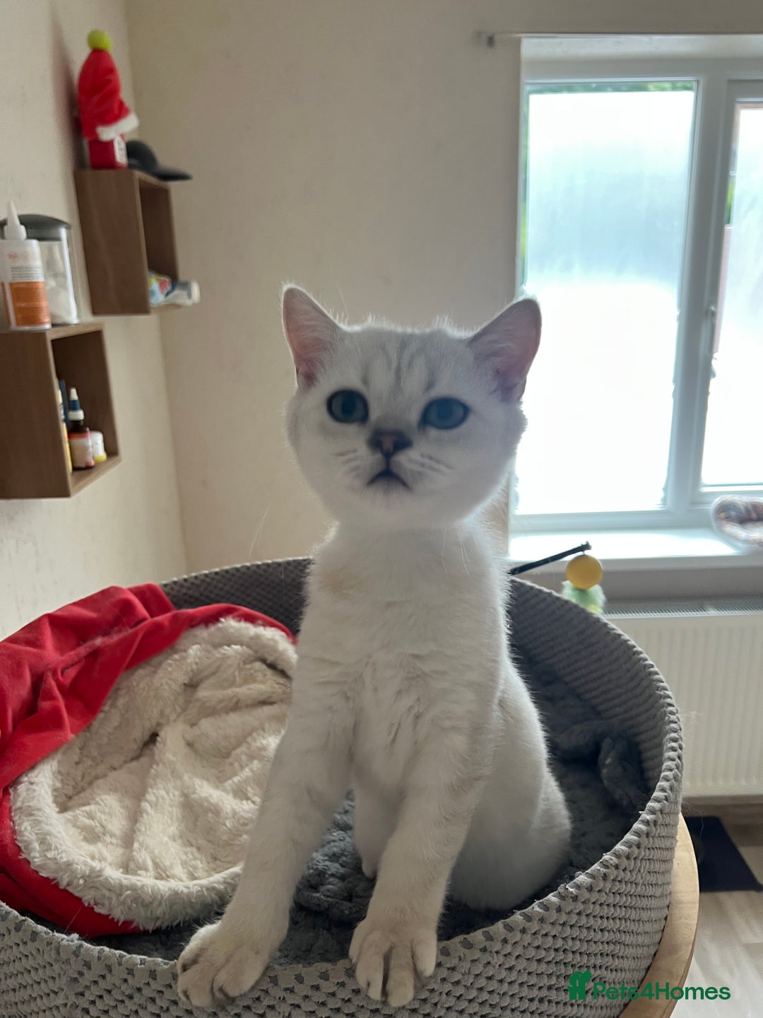 Scottish Fold cats for sale: Scottish Kittens – Fold & Straight – Ready Now - Image 9
