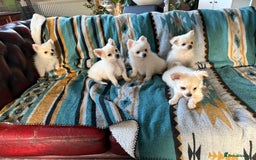 Pomchi dogs for sale: Emma Evans  - Image 10