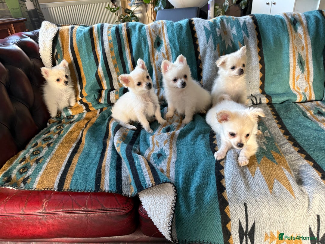 Pomchi dogs for sale: Emma Evans  - Image 10
