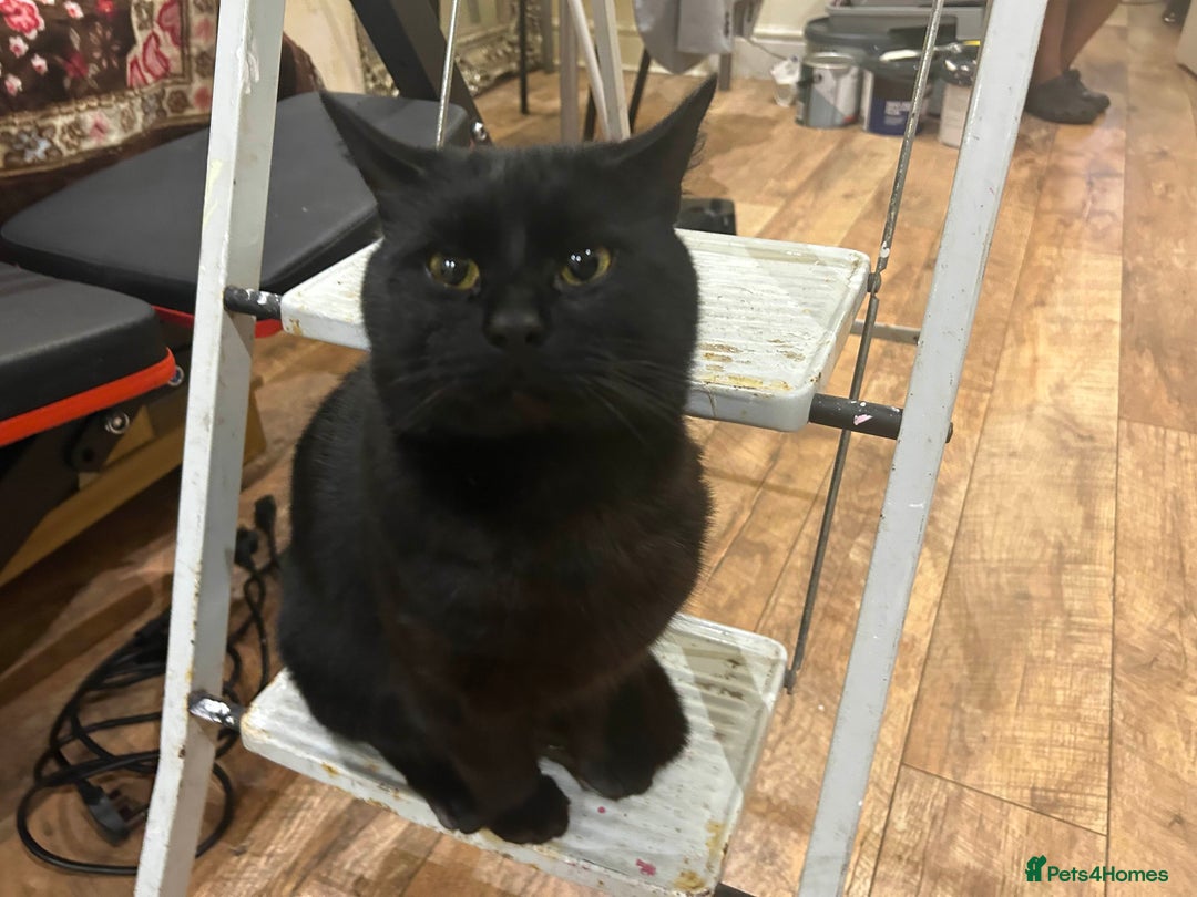 British Shorthair cats for sale: BLACK BRITISH SHORT HAIR CAT (comes with cat food) - Image 10