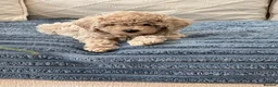 Maltipoo dogs for sale: 🐶 Beautiful Maltipoo Boys Available 🐶 - Advert 20