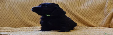 Cocker Spaniel Puppy 3