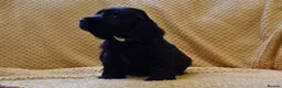 Cocker Spaniel dogs for sale: Show Type Kc Reg Cocker Spaniel Puppies - Advert 28