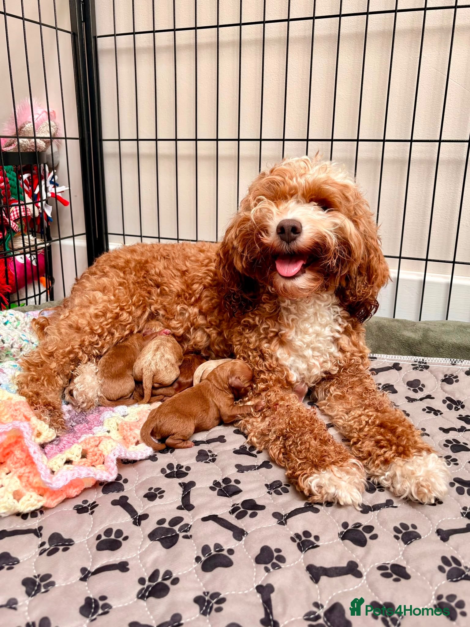 Cavapoo dogs Florence’s Five Beautiful F1b Cavapoo Boys - Advert 1