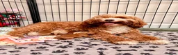 Cavapoo dogs for sale: Florence’s Five Beautiful F1b Cavapoo Boys - Advert 15