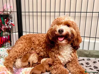Cavapoo dogs Florence’s Five Beautiful F1b Cavapoo Boys - Advert 1
