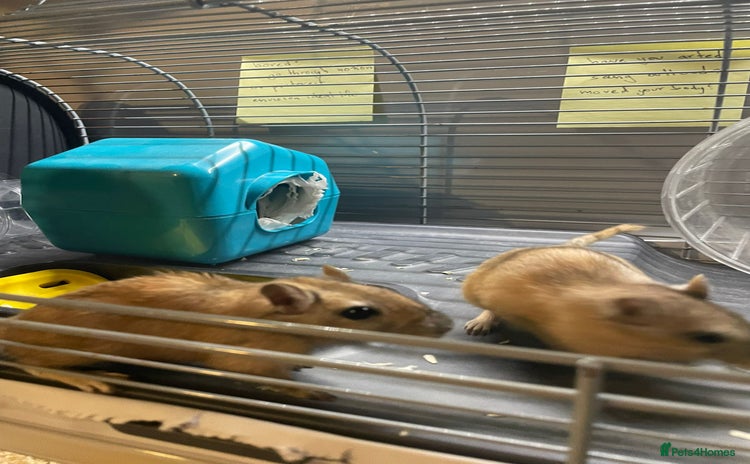 Gerbil rodents 2 male Gerbils with a cage  - Advert 1