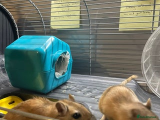 Gerbil rodents 2 male Gerbils with a cage - Advert 1