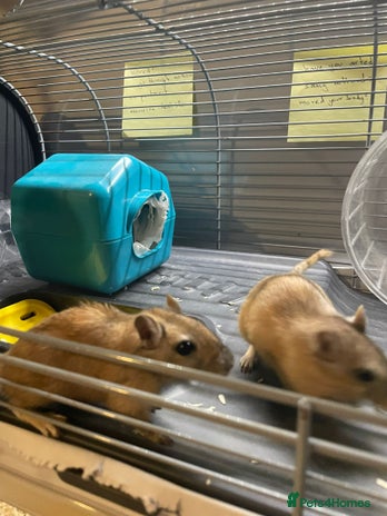 Gerbil rodents 2 male Gerbils with a cage - Advert 1