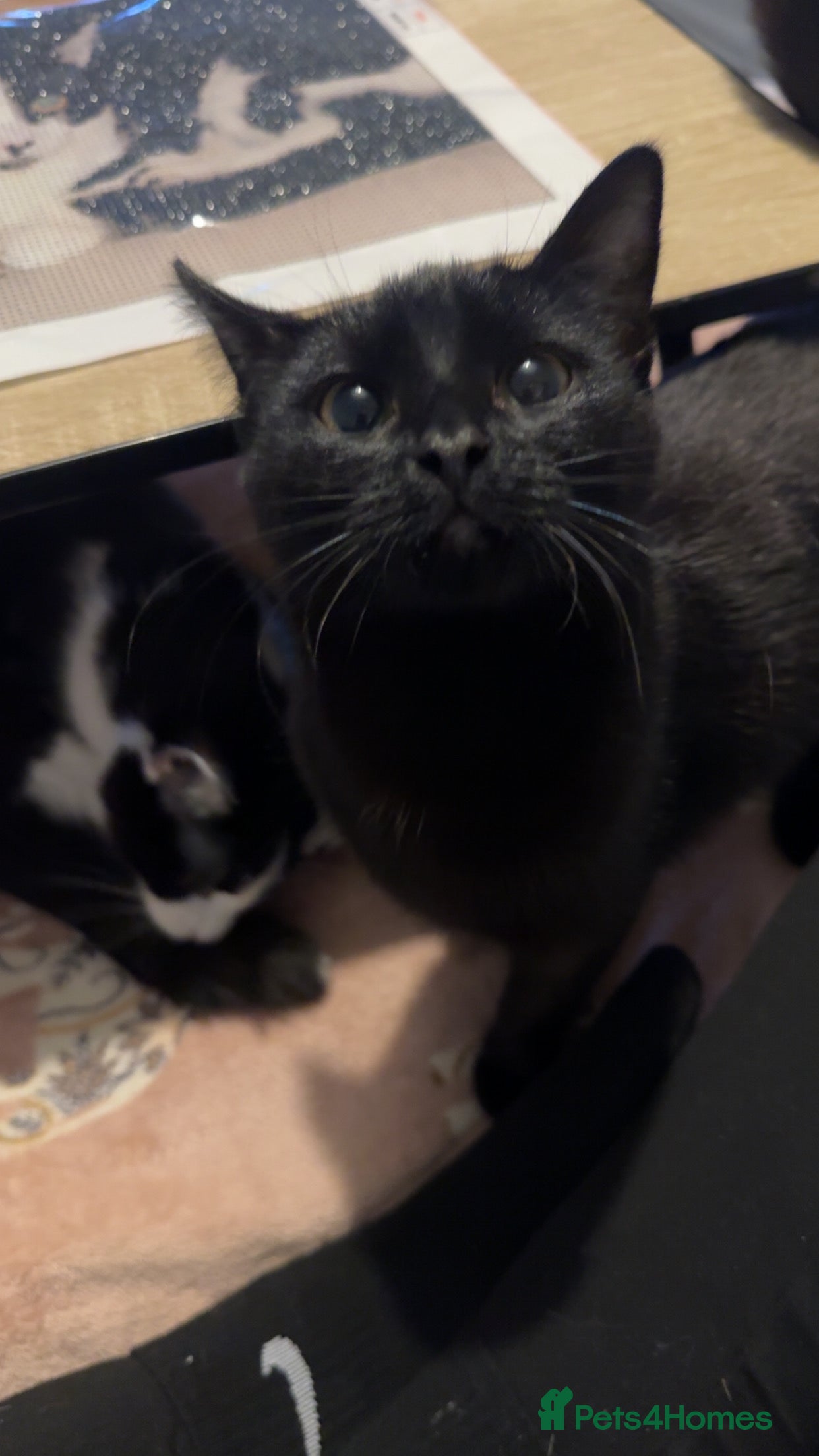 Mixed Breed cats Eve (black cat) - Advert 1