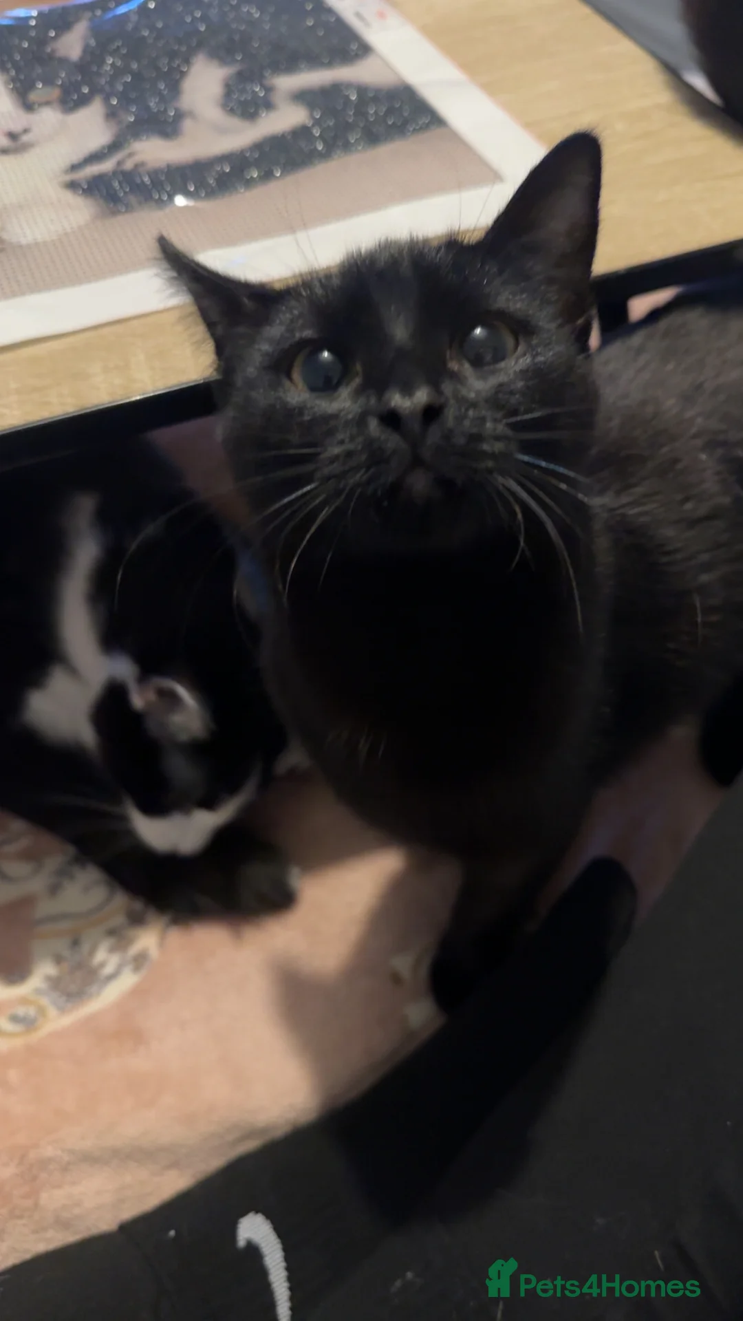 Mixed Breed cats for sale: Eve (black cat) - Advert 1