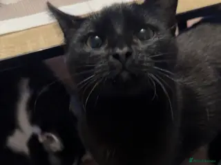 Mixed Breed cats Eve (black cat) - Advert 1