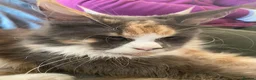 Maine Coon cats for sale: Mainecoon Queen  - Advert 4