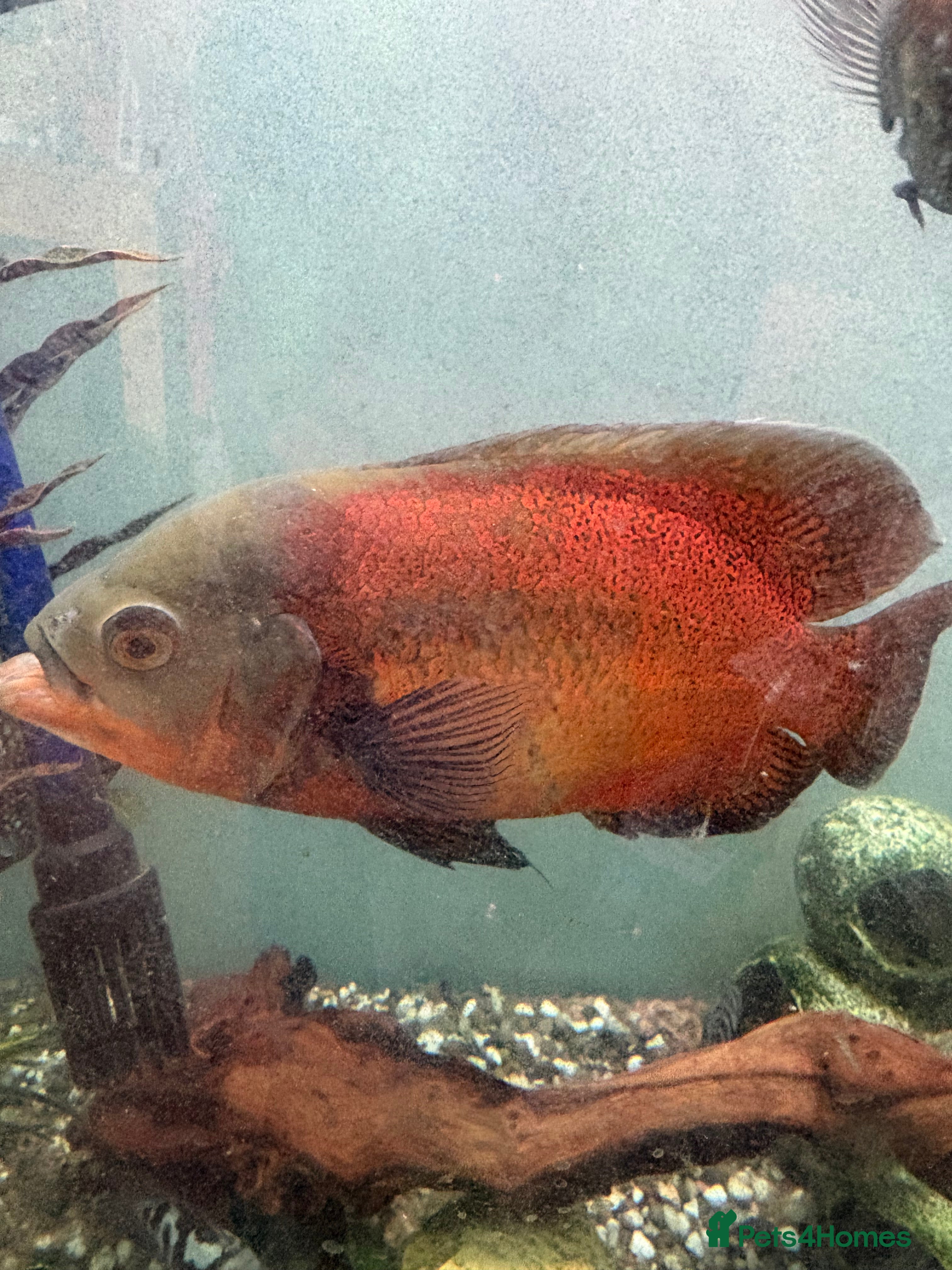 Cichlids fish Red Oscar - Advert 6