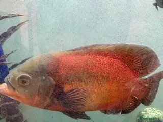 Cichlids fish Red Oscar - Advert 6
