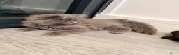 British Shorthair cats for sale: British shorthair kittens grey and chocolate  - Advert 2