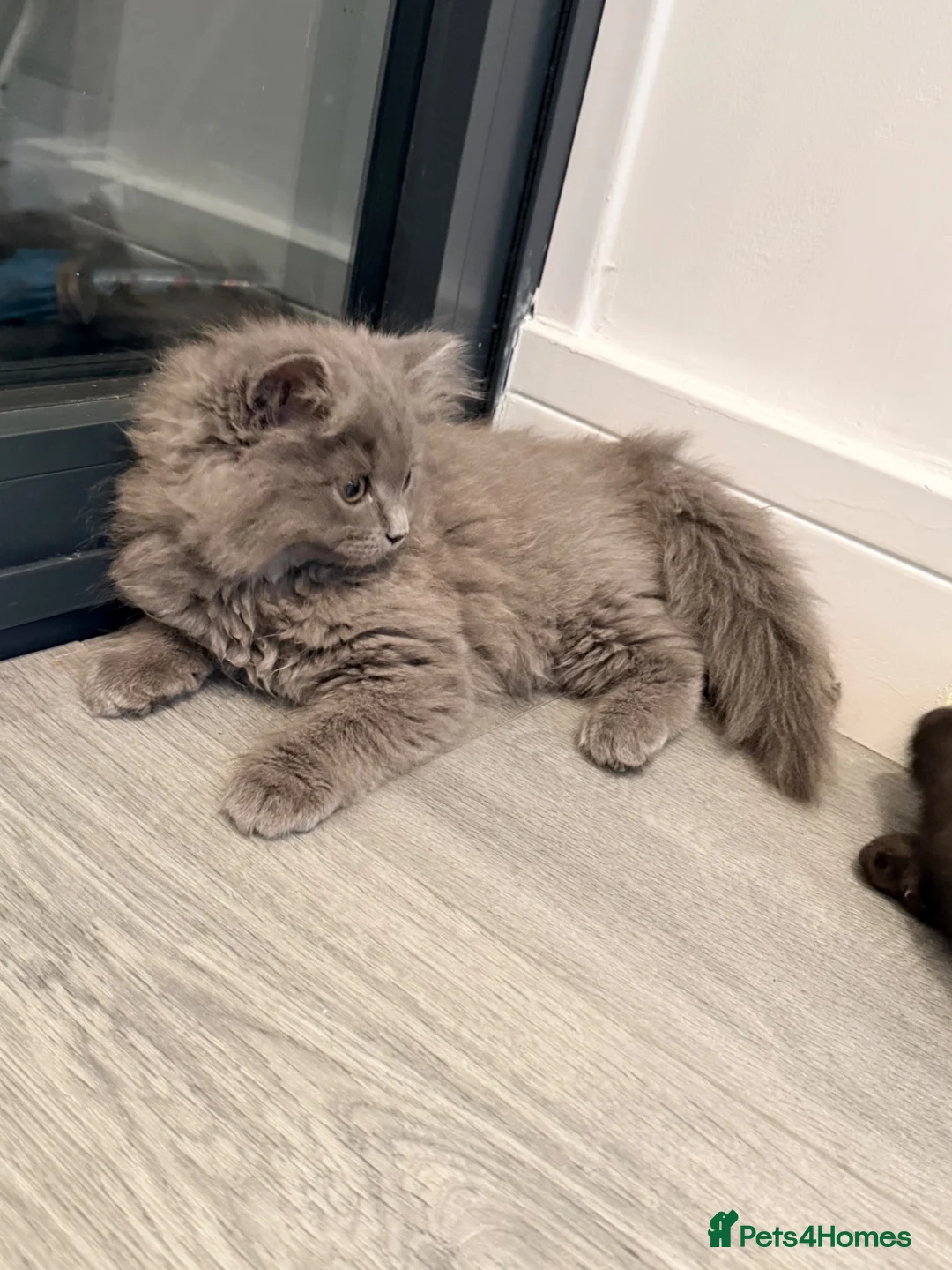 British Shorthair cats for sale: British shorthair kittens grey and chocolate  - Advert 2