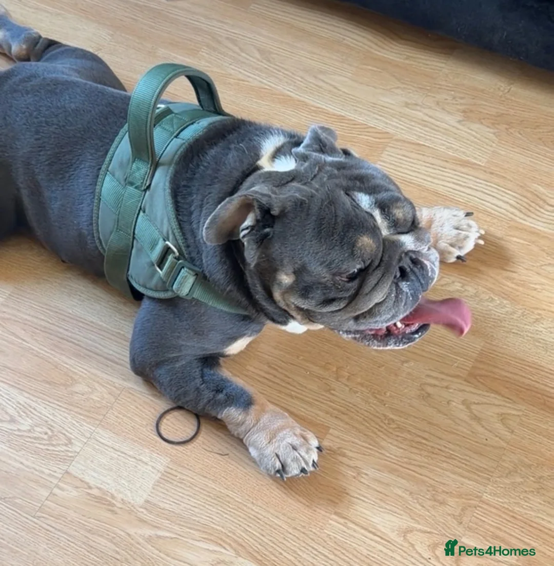 English Bulldog dogs for sale: Male Blue British Bulldog in Kettering - Advert 2