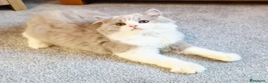 Lilac bi longhaired 