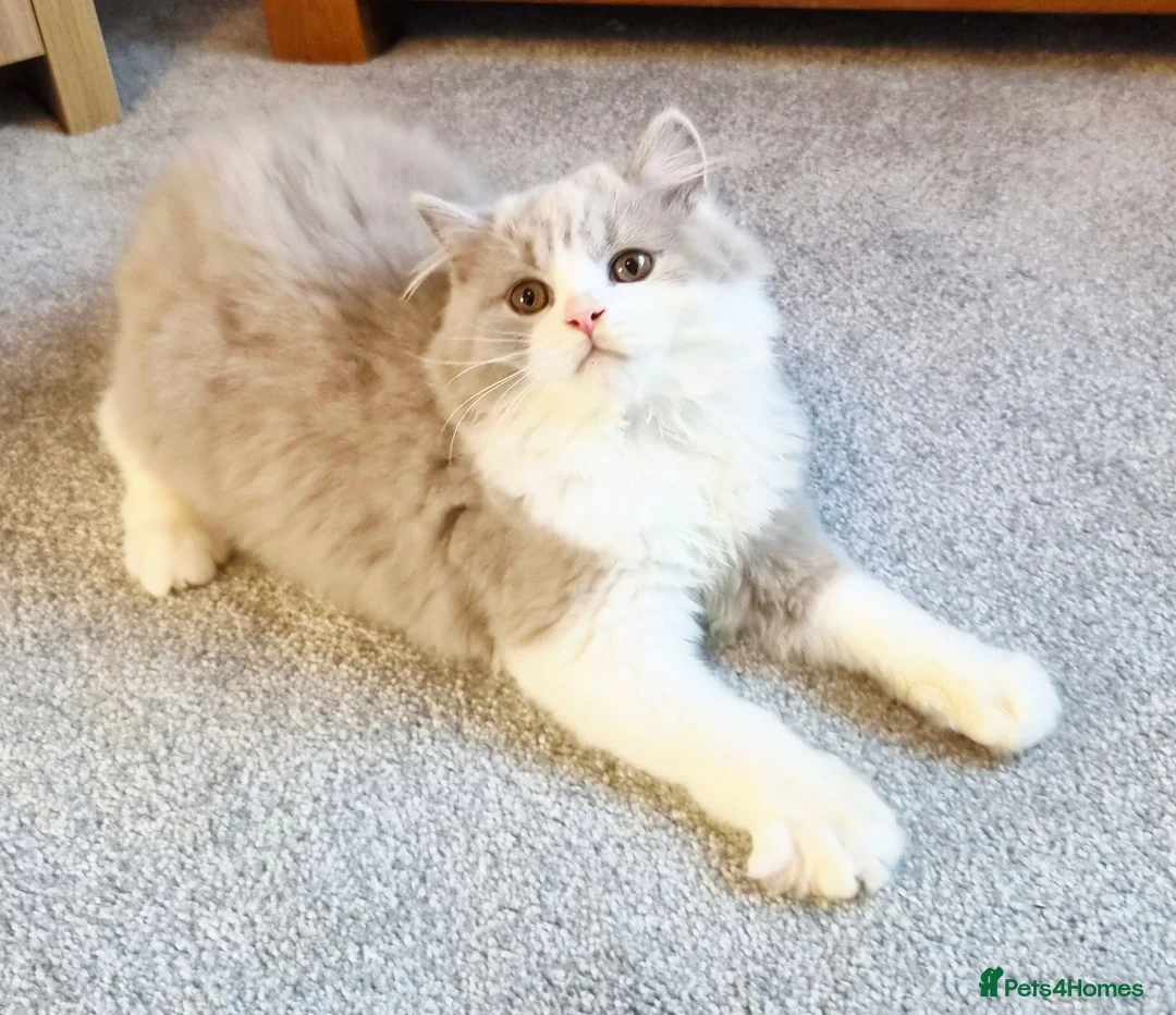 British Shorthair cats for sale: Gorgeous loving purr machines  - Advert 40