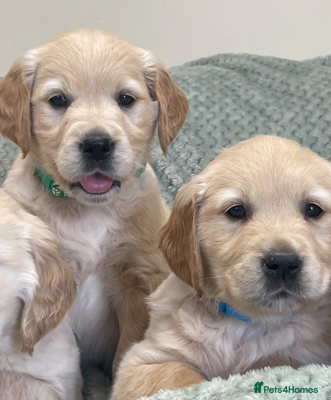 Golden Retriever dogs for sale: Quality Litter Of KC Reg Golden Retriever Puppies  in Faringdon - Advert 2