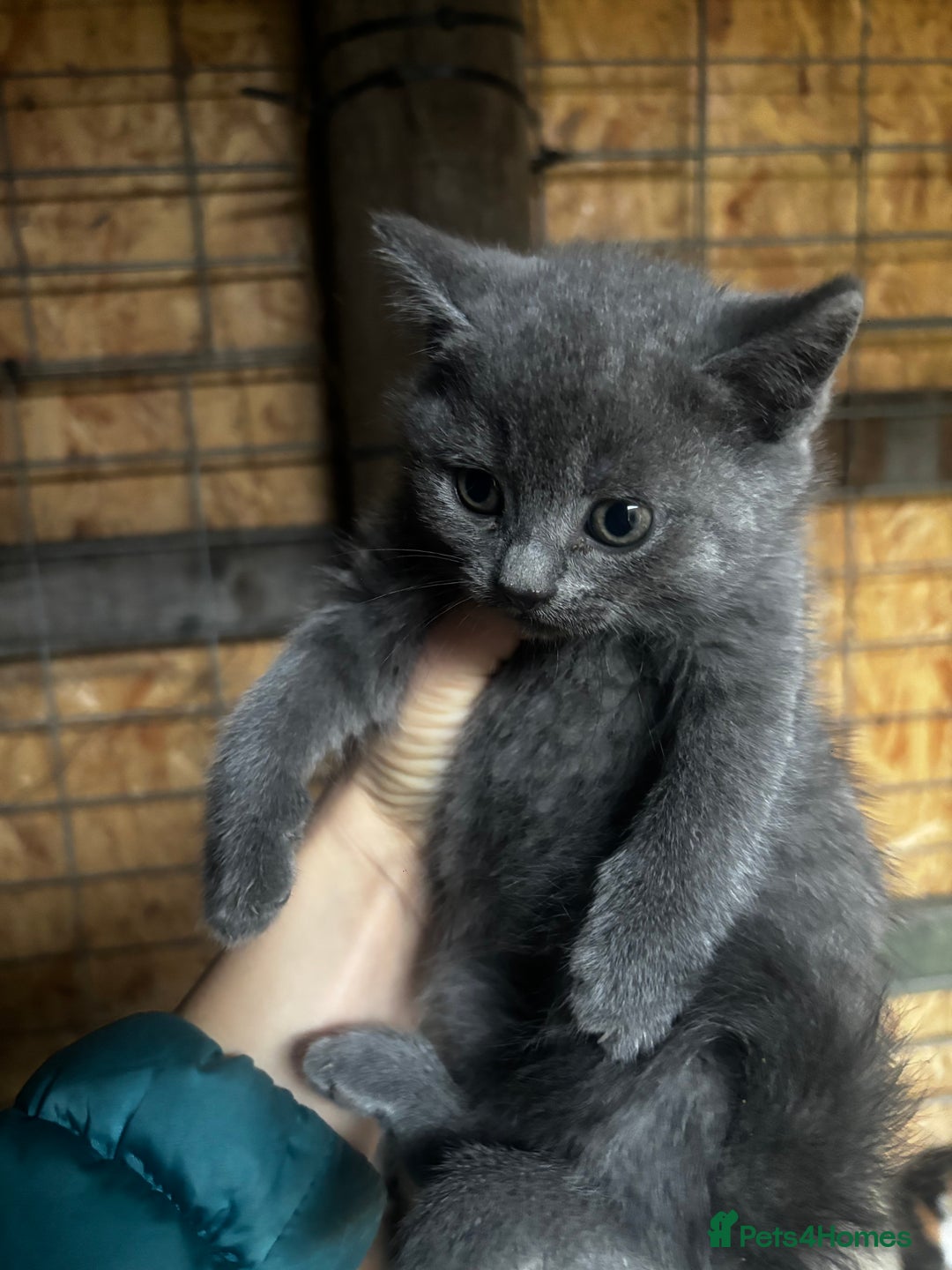 British Shorthair cats for sale: British shorthair cross kittens  - Image 1