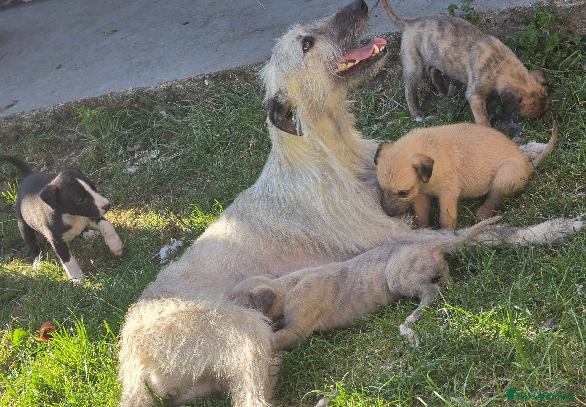 Mixed Breed dogs Bedlington whippets - Advert 12