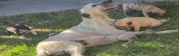 Mixed Breed dogs for sale: Bedlington whippets - Advert 1
