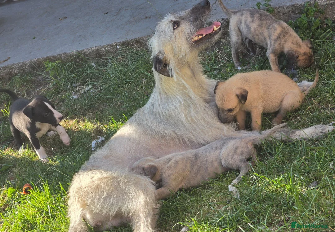 Mixed Breed dogs for sale: Bedlington whippets - Advert 1