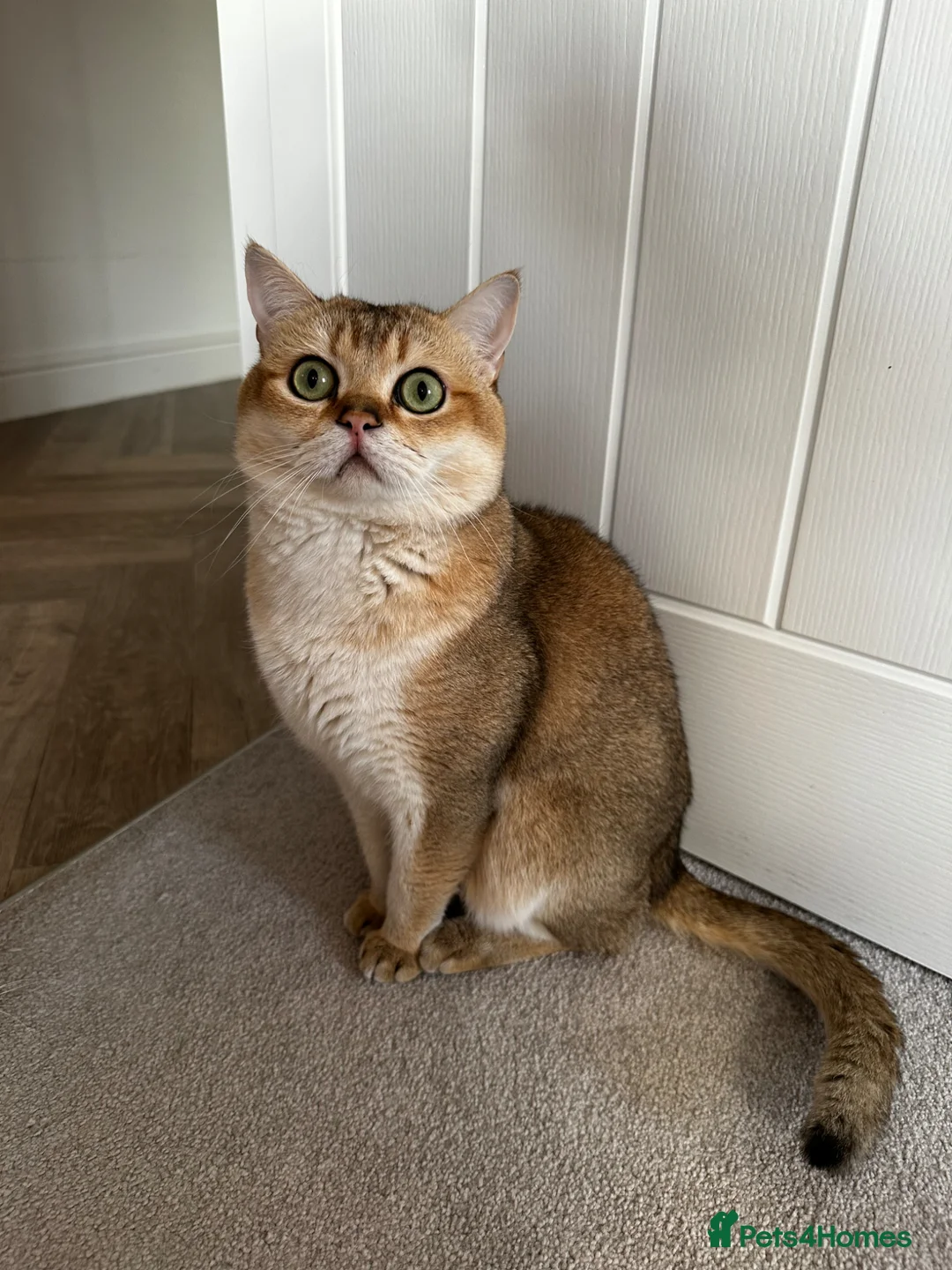 British Shorthair cats for sale: 💛 British shorthair/Scottish straight male 🩵  - Advert 1