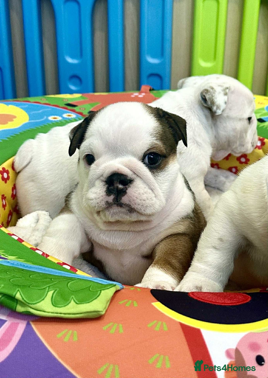 English Bulldog dogs for sale: ** PUREBRED STANDARD COLOUR BULLDOG PUPPIES** - Advert 21