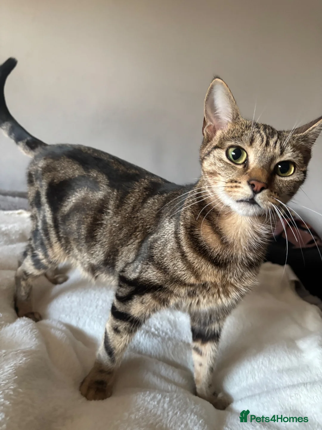 Mixed Breed cats for sale: Two tabby kittens both boys - Advert 1