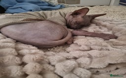 Sphynx cats for stud: Sphynx for stud - Image 1