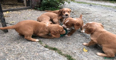 Cocker Spaniel dogs - Advert 1