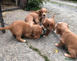 Cocker Spaniel dogs - Advert 5