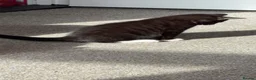 Mixed Breed cats for sale: 3 Female kittens - Advert 1