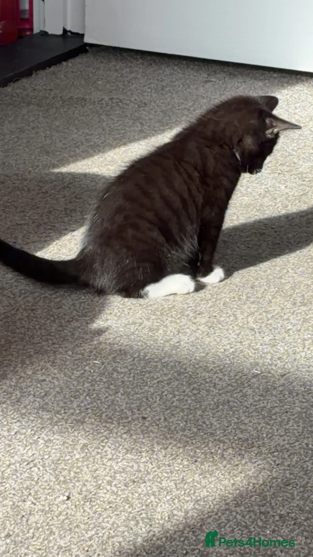 Mixed Breed cats for sale: 3 Female kittens - Advert 1