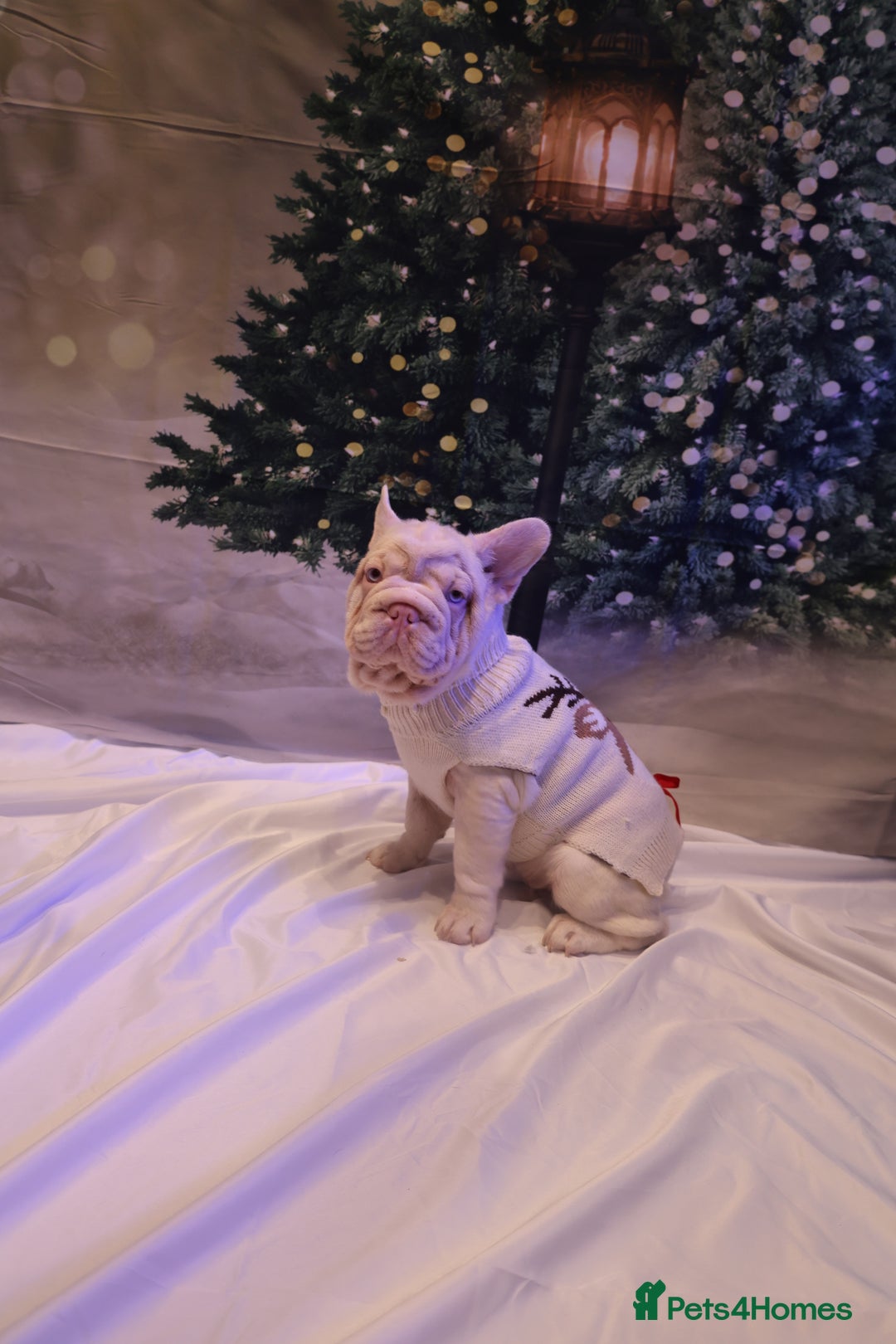 French Bulldog dogs for sale: Platinum Visual Pink French Bulldog Male - Advert 10