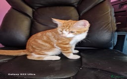 Mixed Breed cats for sale: Kitten - Image 9